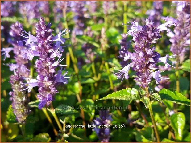 Agastache 'Little Adder' | Dropplant, Anijsnetel | Duftnessel