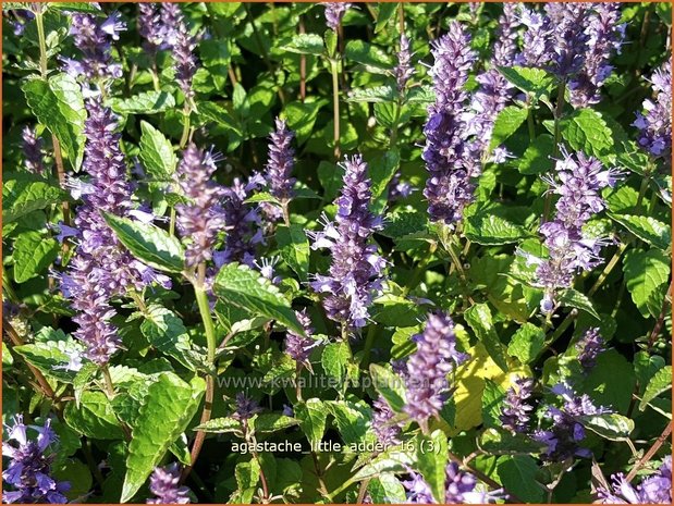 Agastache 'Little Adder' | Dropplant, Anijsnetel | Duftnessel