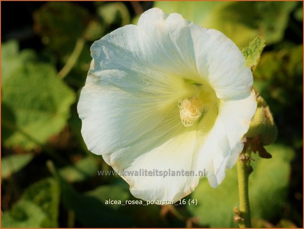 Alcea rosea 'Polarstar' | Stokroos | Orientalische Stockrose