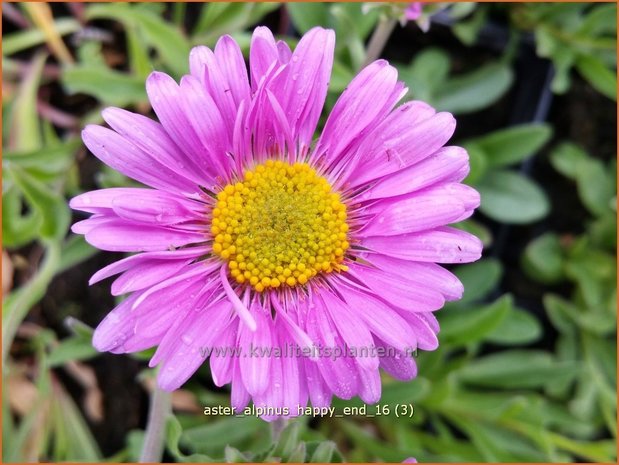 Aster alpinus 'Happy End' | Alpenaster, Aster | Alpenaster