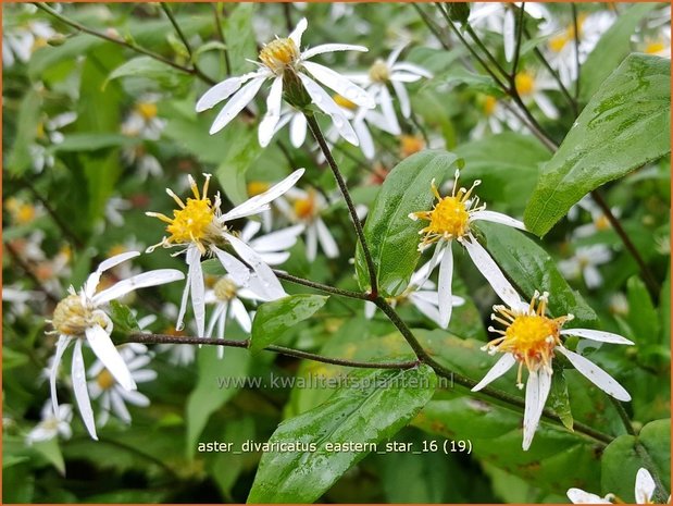 Aster divaricatus 'Eastern Star' | Sneeuwsteraster, Bosaster, Aster | Waldaster