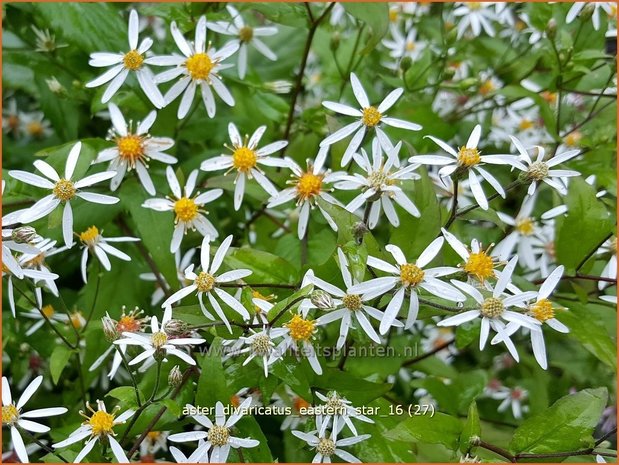 Aster divaricatus 'Eastern Star' | Sneeuwsteraster, Bosaster, Aster | Waldaster