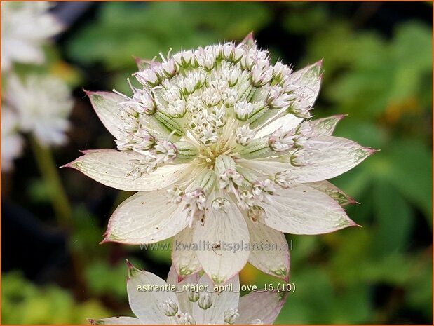 Astrantia major 'April Love' | Zeeuws knoopje, Groot sterrenscherm | Große Sterndolde