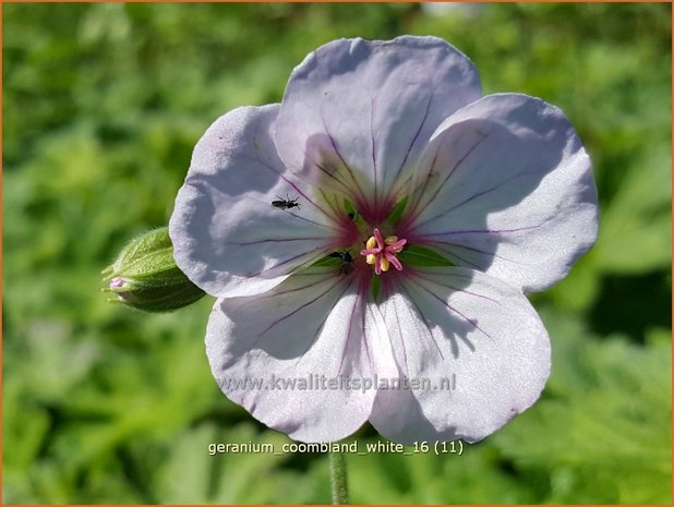 Geranium 'Coombland White' | Ooievaarsbek, Tuingeranium | Storchschnabel