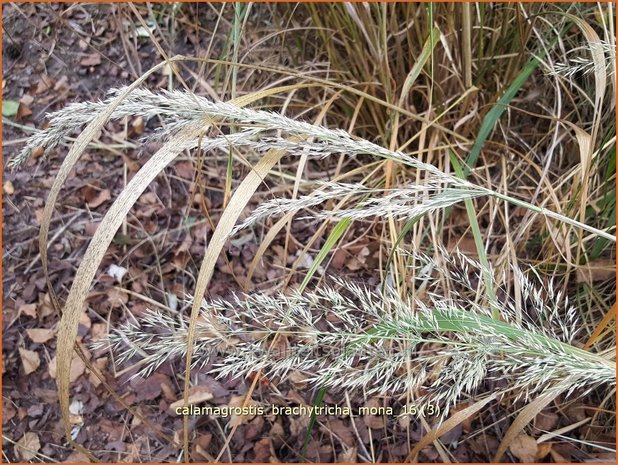 Calamagrostis brachytricha 'Mona' | Diamantgras, Struisriet | Diamant-Reitgras