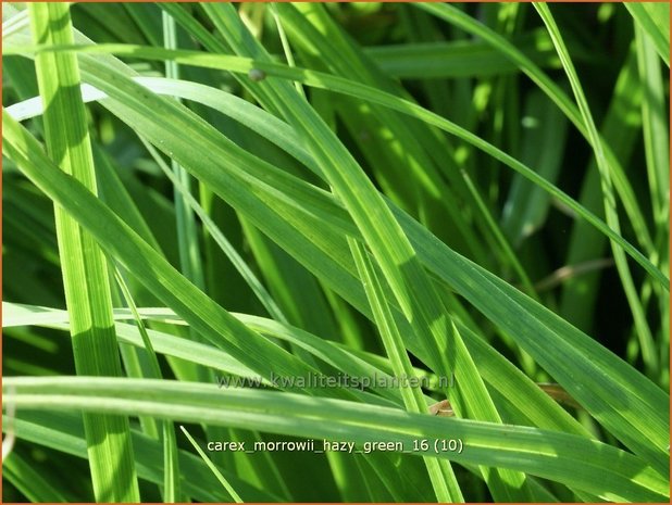 Carex morrowii 'Hazy Green' | Japanse zegge, Zegge | Japan-Segge