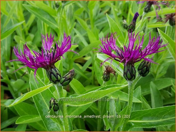 Centaurea montana 'Amethyst Dream' | Bergkorenbloem, Bergcentaurie, Korenbloem, Centaurie | Berg-Flockenblume