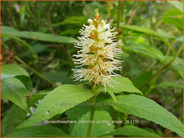 Comanthosphace japonica 'Golden Angel' | Japanse struikmunt