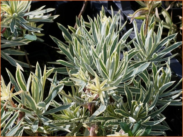 Euphorbia characias 'Emmer Green' | Wolfsmelk | Palisaden-Wolfsmilch