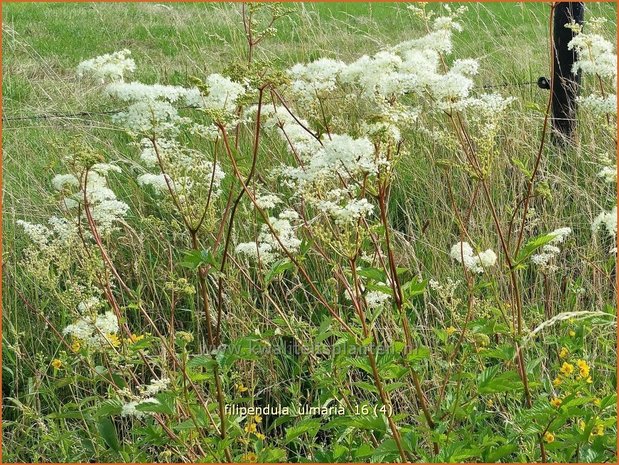 Filipendula ulmaria | Moerasspirea, Spirea | Sumpf-Mädesüß