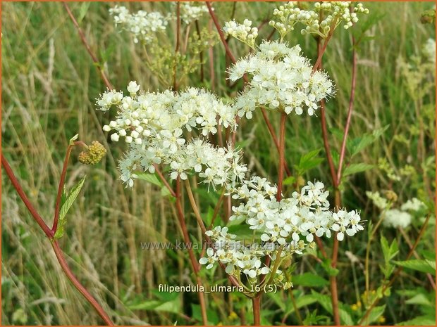 Filipendula ulmaria | Moerasspirea, Spirea | Sumpf-Mädesüß