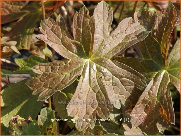 Geranium maculatum 'Schokoprinz' | Gevlekte ooievaarsbek, Ooievaarsbek, Tuingeranium | Amerikanischer Storchschnabel