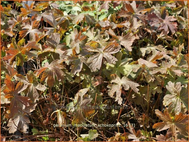 Geranium maculatum 'Schokoprinz' | Gevlekte ooievaarsbek, Ooievaarsbek, Tuingeranium | Amerikanischer Storchschnabel