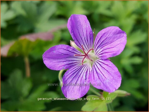 Geranium wlassovianum 'Typ Crug Farm' | Ooievaarsbek, Tuingeranium | Sibirischer Storchenschnabel