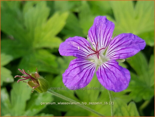 Geranium wlassovianum 'Typ Zeppelin' | Ooievaarsbek, Tuingeranium, Geranium | Sibirischer Storchenschnabel | Cranesbi