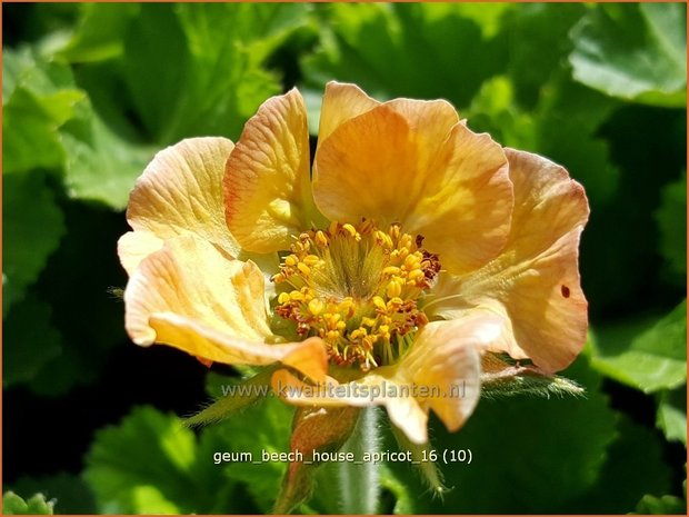 Geum 'Beech House Apricot' | Knikkend nagelkruid, Nagelkruid | Nelkenwurz