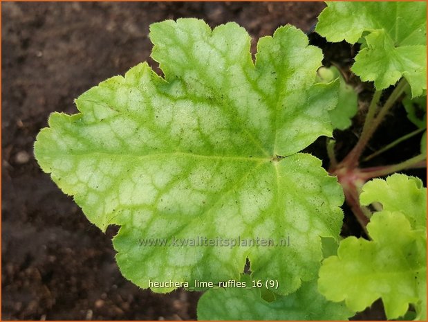 Heuchera 'Lime Ruffles' | Purperklokje | Purpurglöckchen