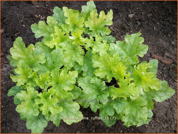 Heuchera 'Lime Ruffles' | Purperklokje | Purpurglöckchen