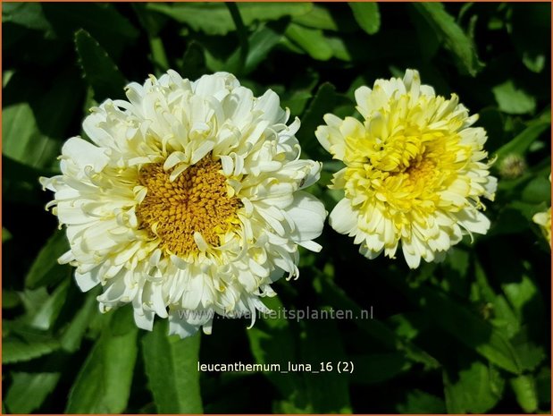 Leucanthemum 'Luna' | Margriet | Grossblumige Margerite | Ox-Eye Daisy