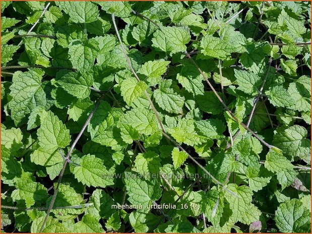 Meehania urticifolia | Schijndovenetel | Nesselblättrige Scheintaubnessel