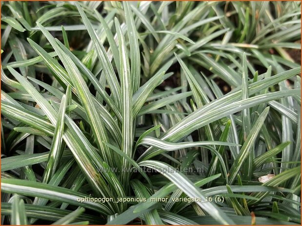 Ophiopogon japonicus 'Minor Variegata' | Japans slangengras, Slangenbaard | Japanischer Schlangenbart