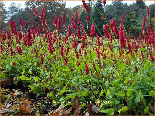 Persicaria amplexicaulis 'Dark Red' | Adderwortel, Duizendknoop | Kerzenknöterich