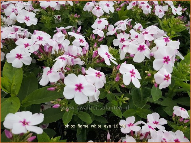 Phlox 'Flame White Eye'