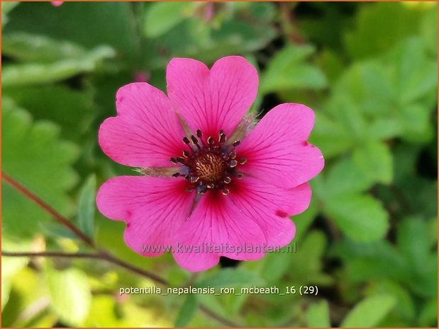 Potentilla nepalensis 'Ron McBeath' | Ganzerik, Vijfvingerkruid | Nepal-Fingerkraut