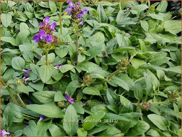 Prunella grandiflora | Brunel, Bijenkorfje | Großblütige Braunelle
