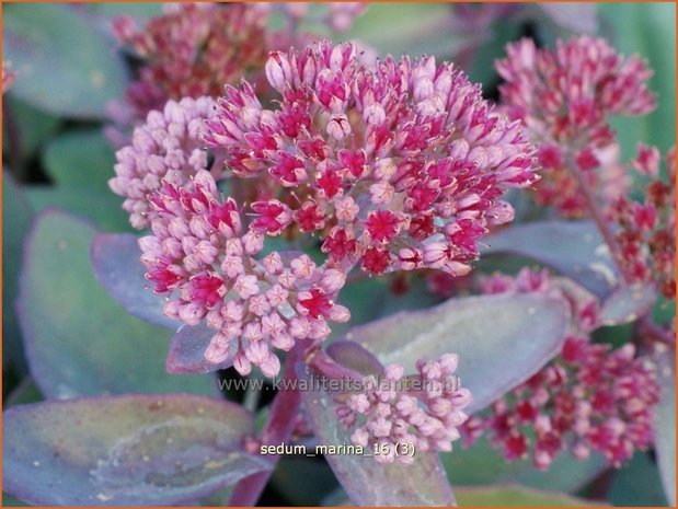 Sedum 'Marina' | Hemelsleutel, Vetkruid | Fettblatt