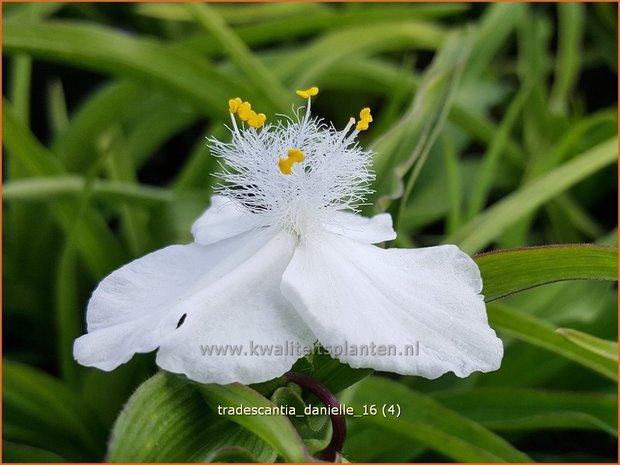 Tradescantia 'Danielle' | Eendagsbloem, Vaderplant, Matrozensla | Dreimasterblume