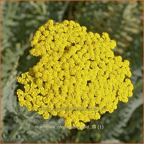 Achillea 'Coronation Gold' | Duizendblad | Garbe