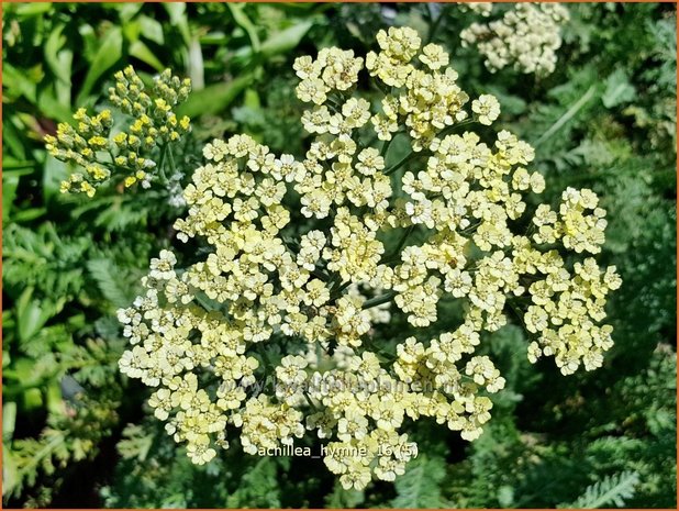 Achillea 'Hymne' | Duizendblad | Garbe