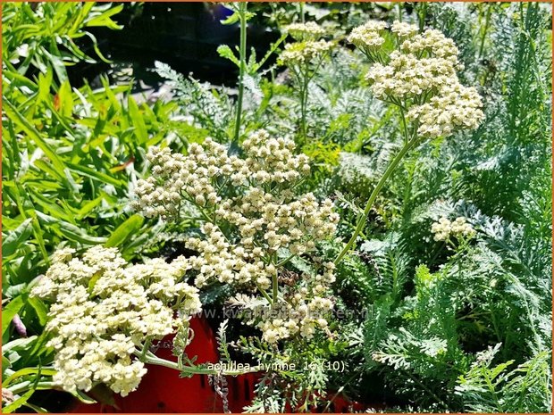 Achillea 'Hymne' | Duizendblad | Garbe