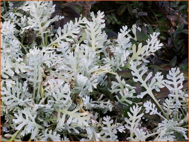 Achillea kolbiana | Duizendblad | Silbergarbe