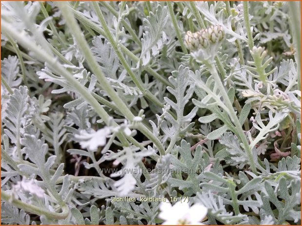Achillea kolbiana | Duizendblad | Silbergarbe