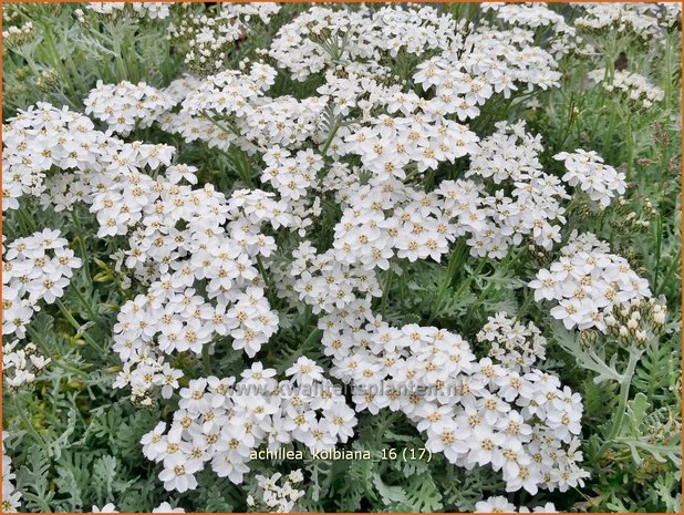 Achillea kolbiana | Duizendblad | Silbergarbe