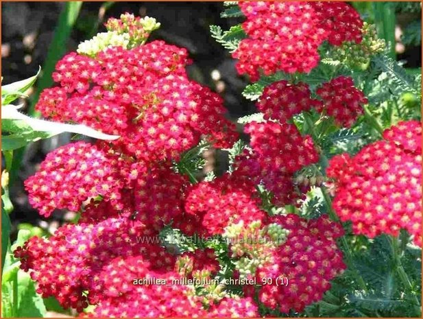 Achillea millefolium 'Christel' | Duizendblad | Gewöhnliche Schafgarbe