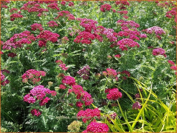Achillea millefolium 'Christel' | Duizendblad | Gewöhnliche Schafgarbe