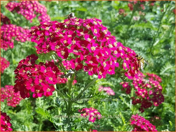Achillea millefolium 'Christel' | Duizendblad | Gewöhnliche Schafgarbe