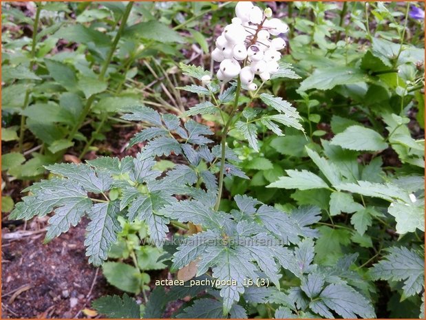 Actaea pachypoda | Christoffelkruid | Weißfrüchtiges Christophskraut