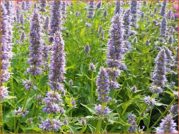 Agastache 'Blue Fortune' | Dropplant, Anijsnetel | Duftnessel | Giant Hyssop