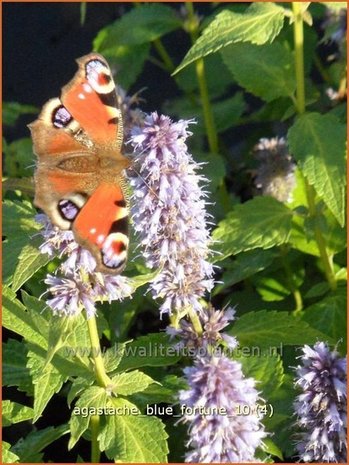 Agastache 'Blue Fortune' | Dropplant, Anijsnetel | Duftnessel | Giant Hyssop