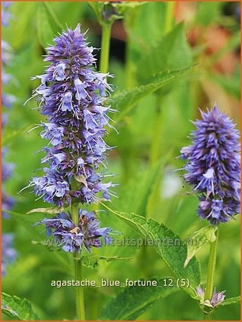 Agastache 'Blue Fortune' | Dropplant, Anijsnetel | Duftnessel | Giant Hyssop