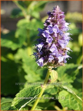 Agastache 'Blue Fortune' | Dropplant, Anijsnetel | Duftnessel | Giant Hyssop