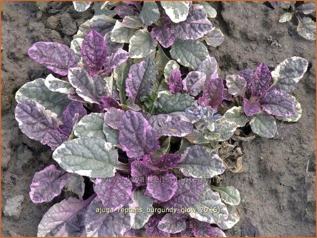 Ajuga reptans 'Burgundy Glow' | Zenegroen | Kriechender Günsel