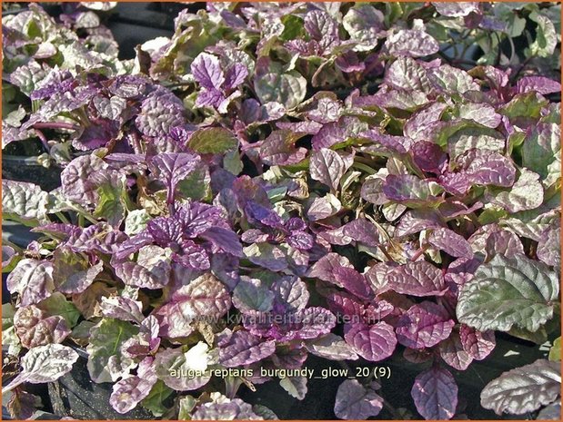 Ajuga reptans 'Burgundy Glow' | Zenegroen | Kriechender Günsel