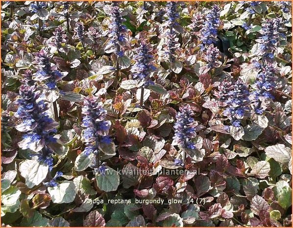 Ajuga reptans 'Burgundy Glow' | Zenegroen | Kriechender Günsel