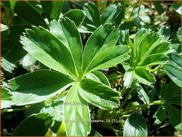 Alchemilla hoppeana | Vrouwenmantel | Berg-Silbermantel