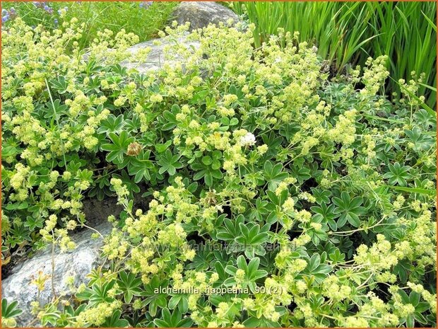 Alchemilla hoppeana | Vrouwenmantel | Berg-Silbermantel